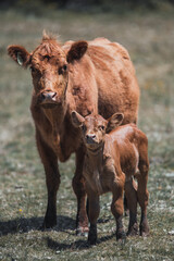 Fototapeta premium cows in the field
