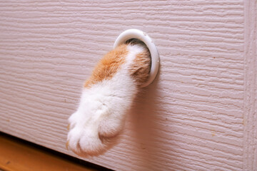Cat pulls out its paw from behind door
