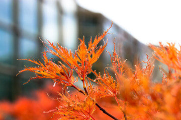 Red maple leafs. Acer palmatum bright red orange foliage on tree branches. Changing seasons of...