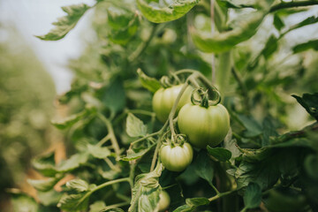 green tomato on a tree
