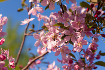 The branches of a flowering wild apple tree and a bee that flew to the pink flower. Flowers on the branches of an apple tree on a bright spring sunny day. Selective focus.