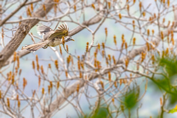 A Grey Hornbill flying