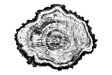 Wood texture cross section of tree rings. Cut slice of wooden stump isolated on white. Textured surface with rings and cracks. Black background made of hardwood from the forest. Vector illustration.