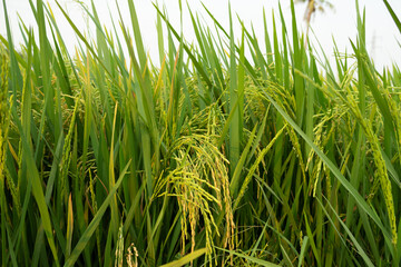 The green rice field, agriculture grain farming