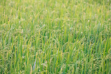 The greenery rice field, agriculture grain farming