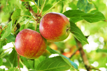 Obraz premium Take a bite of natures bounty. Juicy red apples hanging on a tree.