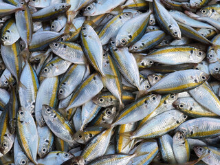Fresh caught Yellow Stripe Scad fish or Yellow stripe trevally on ice shelf at fresh food market display for sale, top view, freshwater fish, food background, wallpaper