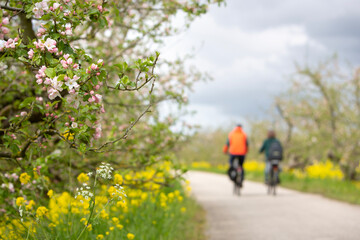 Obraz premium couple on bicycle passes flowering apple trees on dike in holland under grey and cloudy spring sky