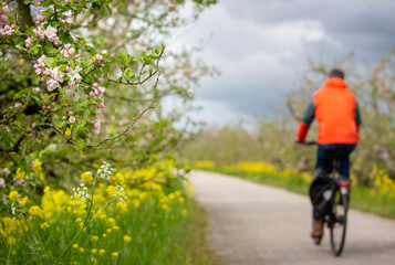 cyclist passes flowering apple trees on dike in holland under grey and cloudy spring sky