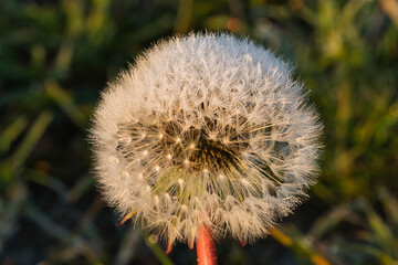 dandelion with dew drops on the top in the rising sun