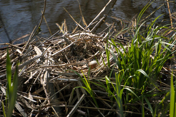 nest built in the water by a coot with an egg in the sun