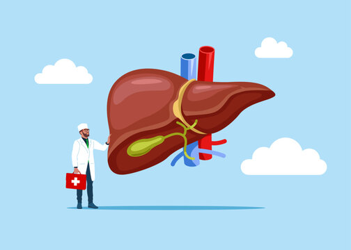 The physician, specialist holds a big sign - Anatomy structure hepatic system organ, digestive gallbladder organ. Human liver for medical drugs, pharmacy and education design. Flat vector illustration