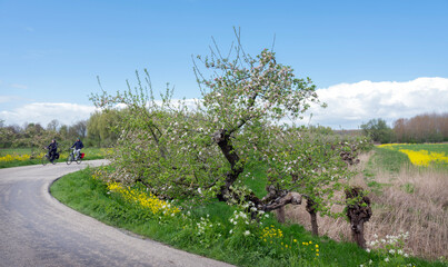 Fototapeta na wymiar couple on bicycle passes flowering apple trees on dike in holland under blue spring sky