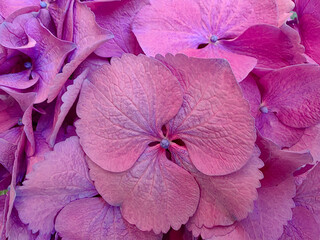 Purple hydrangea flowers close up in the background.