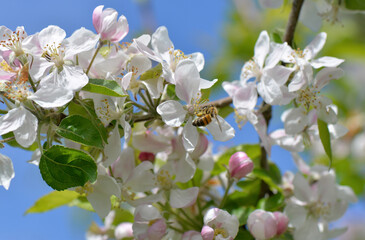bee pollinating white flowers of apple tree on blue sky at springtime