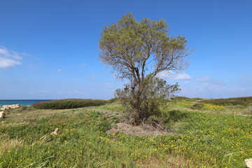 Fototapeta na wymiar Green plants and flowers on the Mediterranean coast.