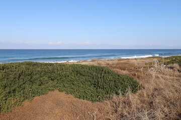Green plants and flowers on the Mediterranean coast.