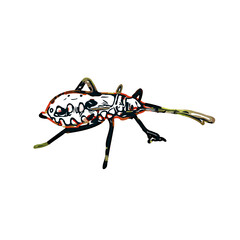 color sketch of an insect type with transparent background