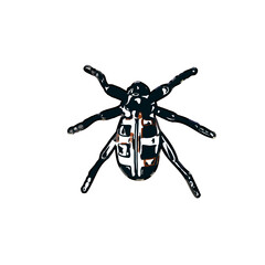 color sketch of an insect type with transparent background