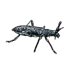 color sketch of an insect type with transparent background