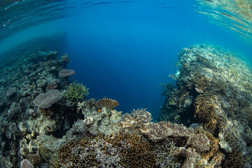Fototapeta na wymiar Corals grow right to the edge of a healthy reef drop off in Raja Ampat, Indonesia. This remote part of Indonesia is known for its incredible marine biodiversity.