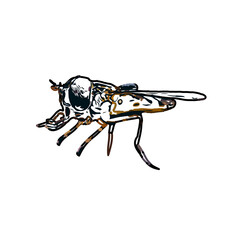 color sketch of an insect type with transparent background