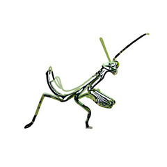 color sketch of an insect type with transparent background