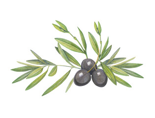 Composition of watercolor illustrations of olive branches and fruits. Handmade work. Isolated.
