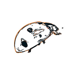 color sketch of an insect type with transparent background