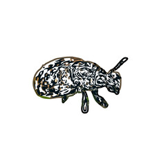color sketch of an insect type with transparent background