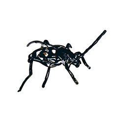 color sketch of an insect type with transparent background
