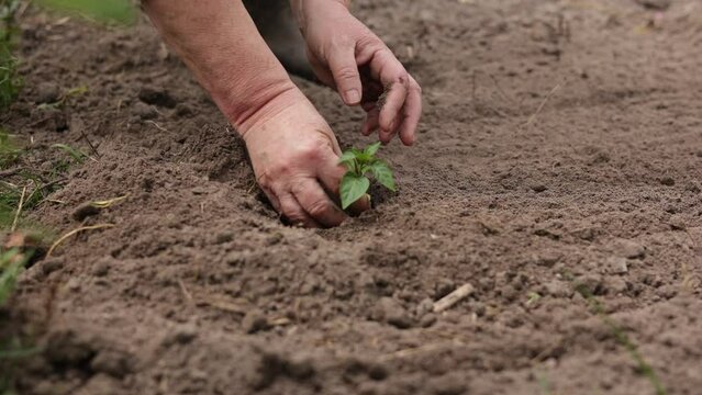 Agriculture. Unrecognisable senior farmer planting peper seedlings in the garden. Hands plant tiny sprout in fertile soil. Concept of organic farming, eco life and spring gardening