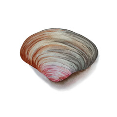 Watercolor row of mussels isolated on white background.