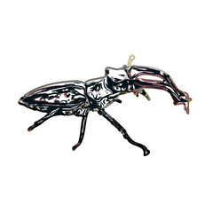 color sketch of an insect type with transparent background