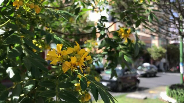 plantas en la ciudad lleno de autos