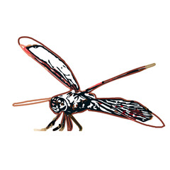 color sketch of an insect type with transparent background