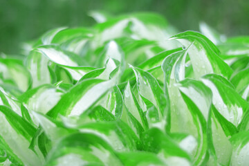 Hosta leaves close-up in raindrops. Beautiful and fresh green white leaves Hosta. Water droplets. Young green leaves on a spring day. Spring background. Natural background. Abstract green backgroup.