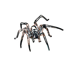 color sketch of an insect type with transparent background