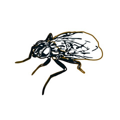 color sketch of an insect type with transparent background