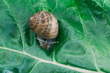 Snail crawling on a green leaf of chard, close-up.