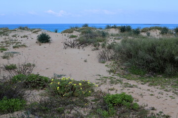 Green plants and flowers on the Mediterranean coast.