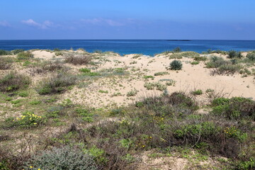 Green plants and flowers on the Mediterranean coast.