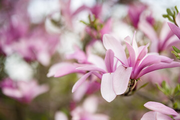 Tender pink flowers of magnolia tree blossom in springtime.