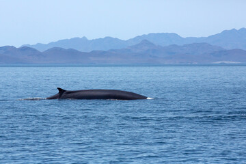 Fototapeta premium Fin Whale Sea of Cortez