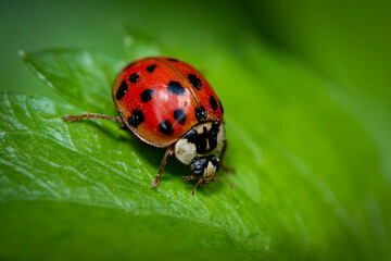 ladybug on green leaf