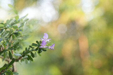 Antidesma acidum Linh sam flower closeup