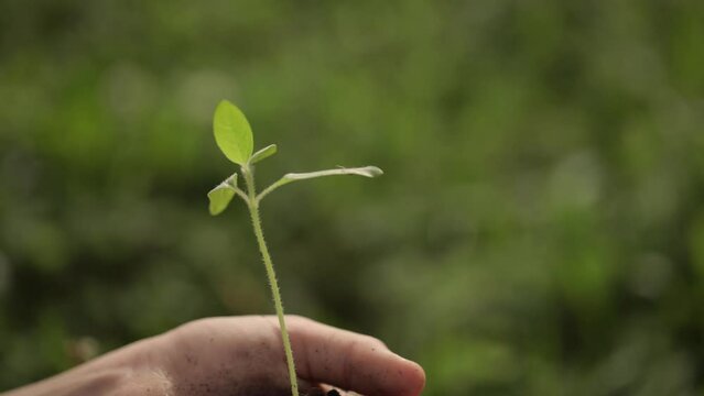 Caucasian girl is keeping a green seedling and soil in her hands