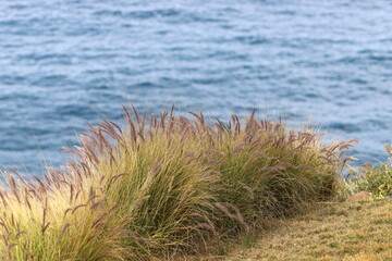 Green plants and flowers on the Mediterranean coast.