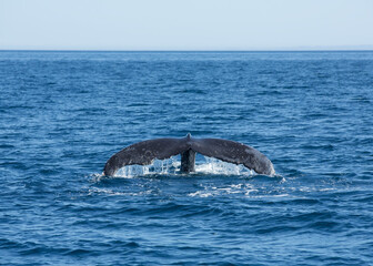 Fin Whale Flukes Before Diving