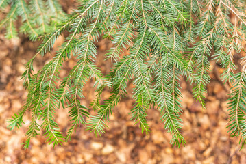 Branches of fir tree in mountain forest